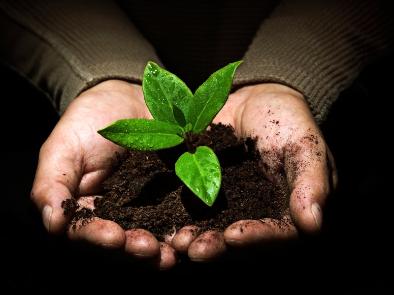 Il compostaggio domestico e il rifiuto organico